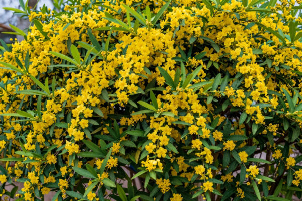 Perché il calicanto è la scelta perfetta per un giardino profumato anche in inverno?