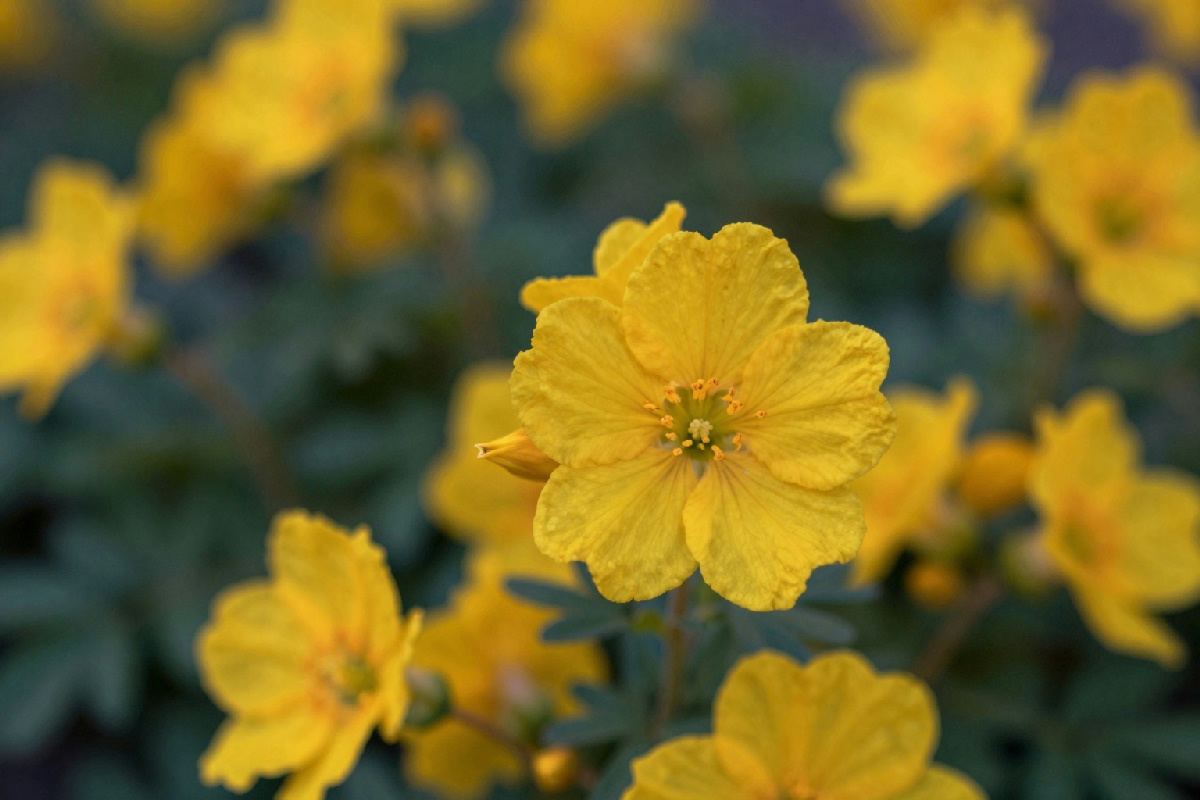 Perché il calicanto è la scelta perfetta per un giardino profumato anche in inverno?